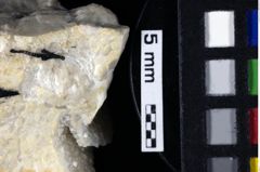 Foto (Detailansicht) von Palinurus sp. (NHMW-GEO-1990-0041-0225)